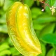 Carambola en su árbol - GOexotika