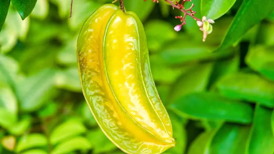 Carambola en su árbol - GOexotika