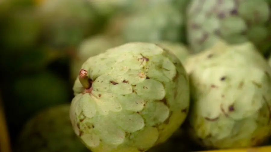 Frutas exoticas en Andalucia