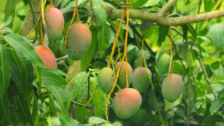 Mango, fruta exótica - GOexotika