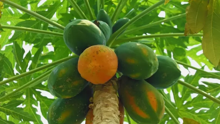 Papaya árbol con frutos maduros