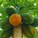 Papaya árbol con frutos maduros