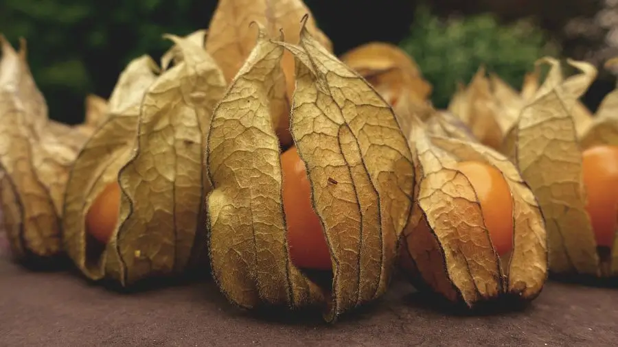 Fruta exótica Physalis