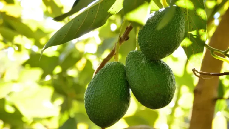 Aguacate en la rama de su árbol - GOexotika