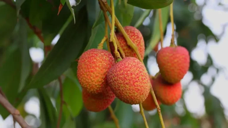 Fruta exotica Sapindaceas