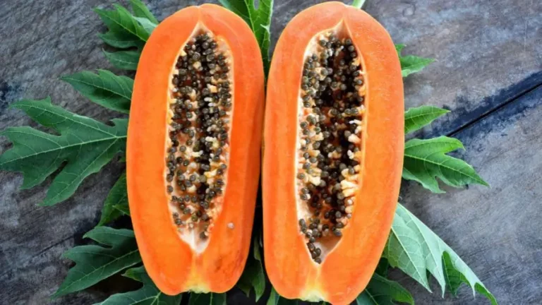 I+D+i Papaya Ficha 2