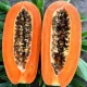 I+D+i Papaya Ficha 2