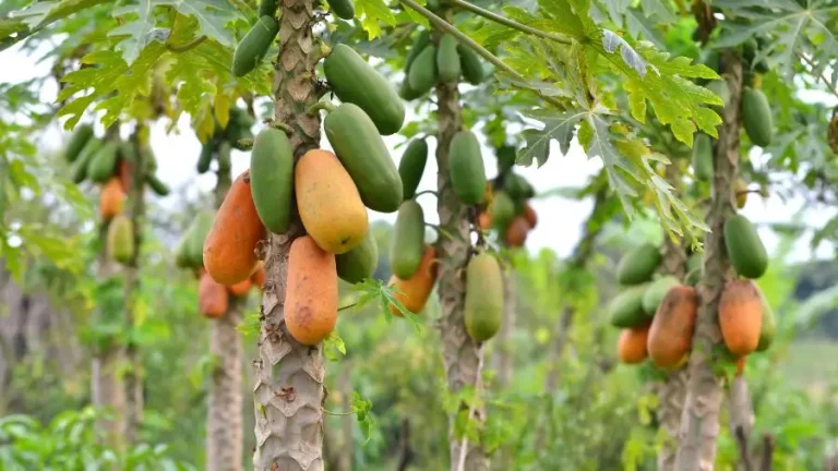 Retos y futuro del cultivo de la papaya