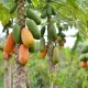 Retos y futuro del cultivo de la papaya