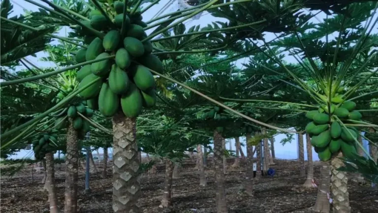 Técnicas de cultivo papaya