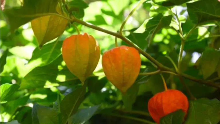 Técnicas de cultivo Physalis