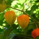 Técnicas de cultivo Physalis